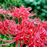 ヒガンバナ,アロマティカス, 彼岸花,彼岸花  曼珠沙華,アロマティカス　ライムシャワーの画像