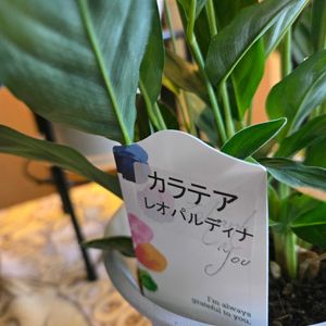 カラテア・レオパルディナ,綺麗,癒し…♡,部屋の画像