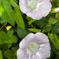 ヒルガオ,野草,北海道,在来種,札幌の画像