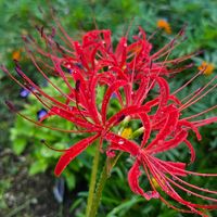 ヒガンバナ,ランタナ,今日のお花,繋がりに感謝✨,バラと夢CLUBの画像