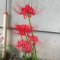 キンモクセイ,クルクマ,ヒガンバナ,庭の画像