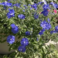 アメリカンブルー,クレマチス,ブーゲンビレア,夏の花,玄関アプローチの画像