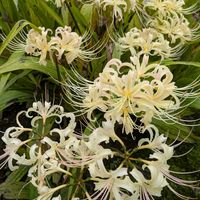 アゲラタム,ダリア,ヒガンバナ,いつもありがとう,今日のお花の画像