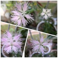 トレニア,ヒガンバナ,カワラナデシコ,植物のある暮らし,植物大好きの画像