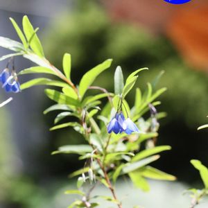 オーストラリアン・ブルーベル,温室,咲くやこの花館,EOS,青い花マニアの画像