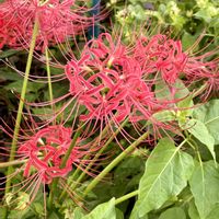 サルスベリ,シュウメイギク,ヒガンバナ,フウセンカズラ,今日のお花の画像