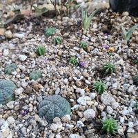 ユーフォルビアの画像