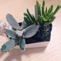 ゴーラム,カランコエ パンダ,多肉植物の画像
