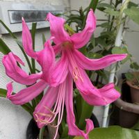 ネリネ,ホヤ・クミンギアナ,バラ ジュリア,ギボウシ（ホスタ）の花,ネリネ(ダイヤモンドリリー)の画像