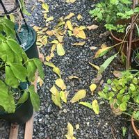 ヒスイカズラ,鉢植え,カット苗,ヒスイカズラ属,ヒスイカズラ鉢植えの画像