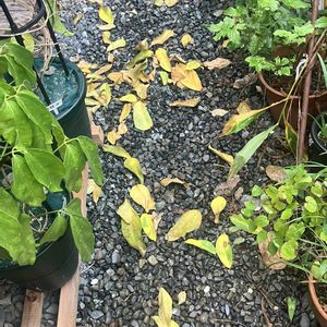 ヒスイカズラ,鉢植え,カット苗,ヒスイカズラ属,ヒスイカズラ鉢植えの画像
