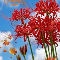 コルチカム,ヒガンバナ,コルチカム(イヌサフラン),秋を感じる,今日のお花の画像