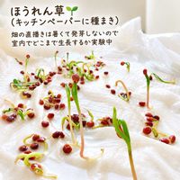 ホウレンソウ,ほうれん草,プランター野菜,おうち園芸,家庭菜園の画像