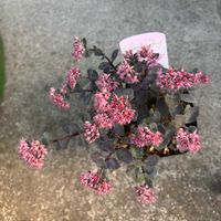 ミセバヤ,カラスバミセバヤ,多肉植物,セダム属,楽天の画像