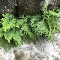 イワヒバの画像