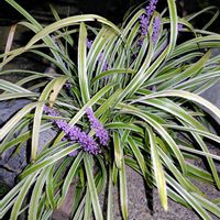 オミナエシ,サルスベリ,斑入りヤブラン,シュウメイギク（秋明菊）,夜散歩途中の花達の画像