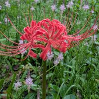 ヒガンバナ,イチョウ,頑張れ✊,今日のお花,ちっちゃいものクラブの画像
