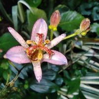 ホトトギス,ギボウシ（ホスタ）,ヒューケラ ドルチェ,ハナミズキの紅葉,桃花マユハケオモトの画像