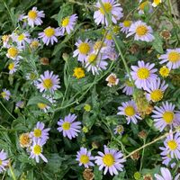ノコンギク,野菊,山野草,花散歩,山野草好きの画像