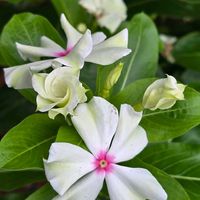 ニチニチソウ,感謝,花のある暮らし,いつまでも,き　れ　い❤の画像