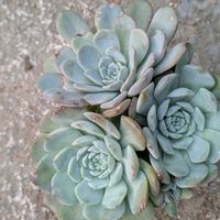 エケベリア,多肉植物,クラッスラの画像