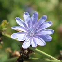 コキア,チコリ,お花を楽しむ,お写んぽ,秋を楽しむの画像