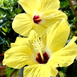 ハイビスカス,ハイビスカス,鉢植え,美しい,花のある暮らしの画像