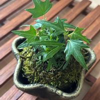 へデラ,苔玉,お迎えの画像
