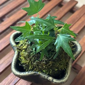 へデラ,苔玉,お迎えの画像