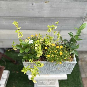 セイロンライティア,ダールベルクデージー,寄せ植え,ガーデニング,リメイクの画像