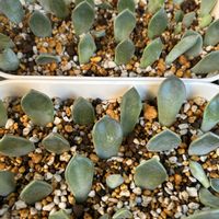 多肉植物,葉挿し,花のある暮らし,多肉に癒されての画像