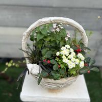 マトリカリア,チェッカーベリー,寄せ植え,ガーデニング,リメイクの画像