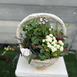 マトリカリア,チェッカーベリー,寄せ植え,ガーデニング,リメイクの画像