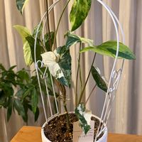 シンゴニウム,フレンチマーブル,シンゴニウム フレンチマーブル,モニター,PRの画像