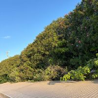 サルスベリ,イチョウ,夾竹桃,夾竹桃の画像