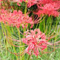 ヒガンバナ,個性的,花のある暮らし,ドライブ,緑のある暮らしの画像