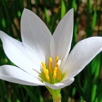 ゼフィランサス,花のある暮らし,大事に育てたい,キュンキュン乙女倶楽部,うどん県人会の画像