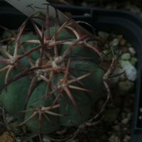 ハオルチア,多肉植物,観葉植物,塊根植物,サボテン科の画像