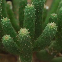 ハオルチア,多肉植物,観葉植物,塊根植物,サボテン科の画像