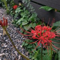 ヒガンバナ,ヒガンバナ,赤い花,真っ赤な花,今日のお花の画像