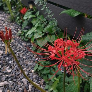ヒガンバナ,ヒガンバナ,赤い花,真っ赤な花,今日のお花の画像