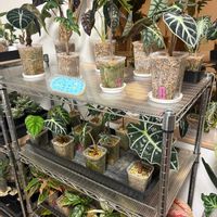 アグラオネマ,アロカシア,観葉植物,植物,熱帯植物の画像