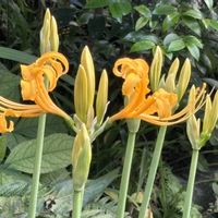 ナツズイセン,リコリス・オーレア,鉢植え,ガーデニング,花のある暮らしの画像