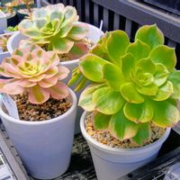 アエオニウム色々,多肉植物,アエオニウム,元気に育て♡,多肉大好き！の画像