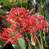 アサガオ,ヒガンバナ,ヒガンバナ,プラティア,秋桜（こすもす）の画像