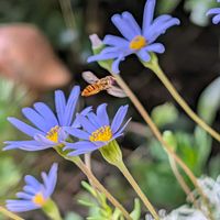 ブルーデージー,ホソヒラタアブ,鉢植え,可愛い〜♡,花のある暮らしの画像