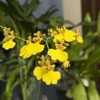 オンシジウム,BC. Carnival Kids ‘Green Gem’,洋ラン,開花中,室内管理の画像