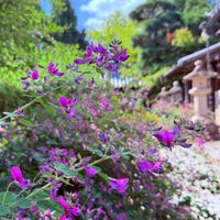 ハギの画像