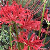 キキョウ,ヒガンバナ,シラカシ,癒し…♡,今日のお花の画像