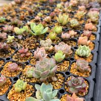 多肉植物,葉挿し,エケベリア属,バルビナエア属の画像